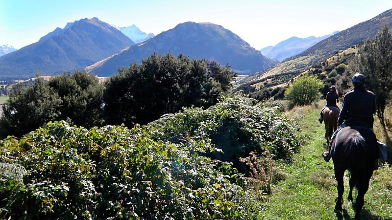 The Rees River Trail is a three-hour horse ride taking you from our stables in Glenorchy into the stunning Rees Valley.